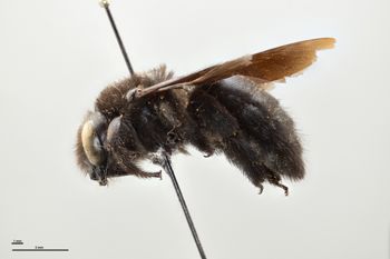 Media type: image;   Entomology 810676 Aspect: habitus lateral view